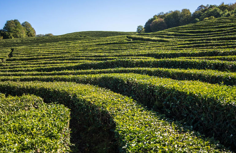 Чайные плантации, Мацеста чай