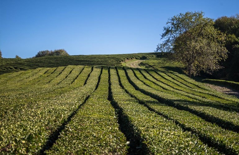 Чайные плантации, Мацеста чай